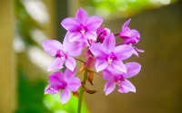Orchideafarm és fürdőzés PROGRAM ****