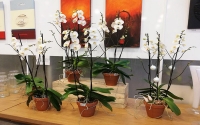 Orchideafarm és fürdőzés PROGRAM ****
